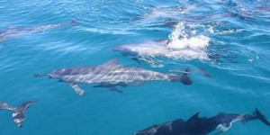 2 dolphins-in-mauritius